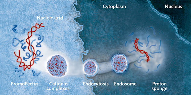 PromoCell Transfection Reagents – from broad range cell transfection to special applications